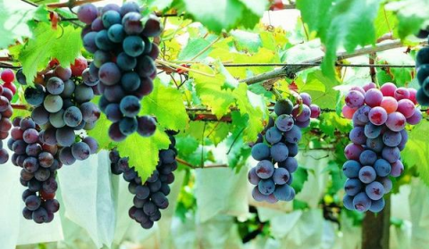 提高葡萄产量需要掌握的施肥方法有哪些？